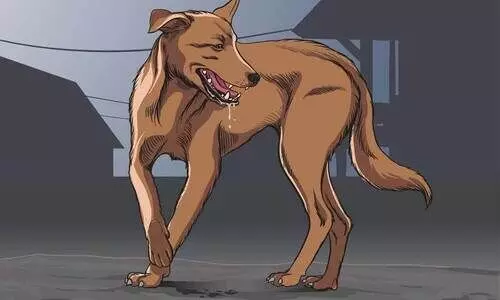 നായ്ക്കളുടെ ആക്രമണത്തിൽ എട്ടുവയസ്സുകാരന് പരിക്ക്