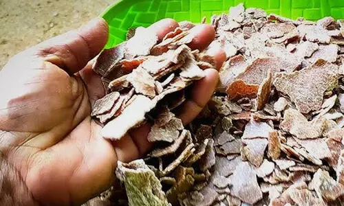 kadalappinnak 897987