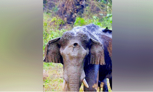 മുറിവേറ്റ കാട്ടാനയെ ഇന്ന് മയക്കുവെടി ​െവച്ചേക്കും