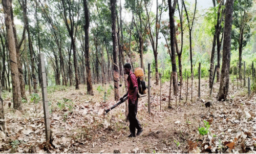 വേ​ന​ൽ​ചൂ​ടും തീ​യും;   റ​ബ​ർ തോ​ട്ട​ങ്ങ​ളി​ൽ പ്ര​തി​രോ​ധ പ്ര​വ​ർ​ത്ത​നം സജീവം