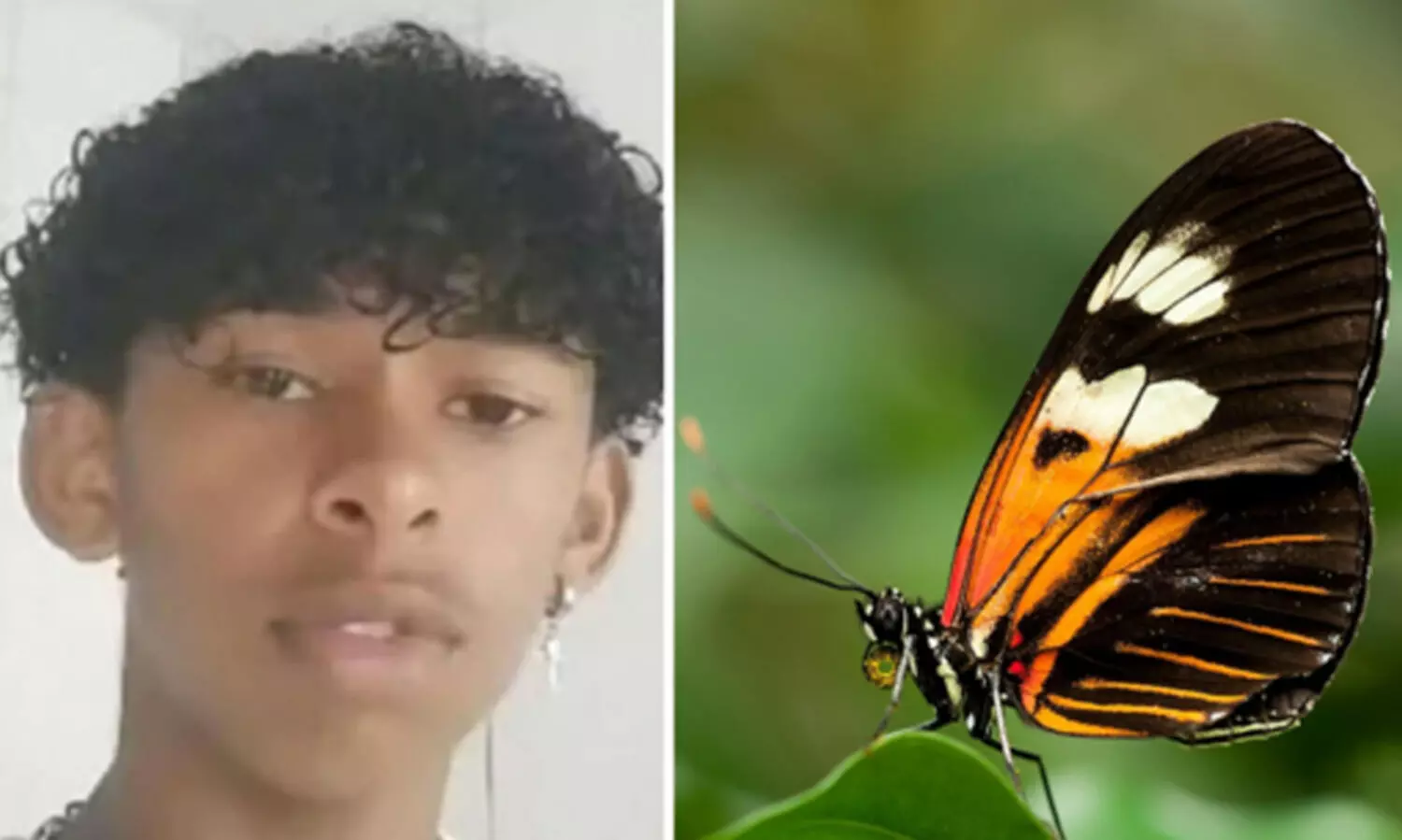 Brazilian teen dies after injecting butterfly into veins, cops suspect viral challenge