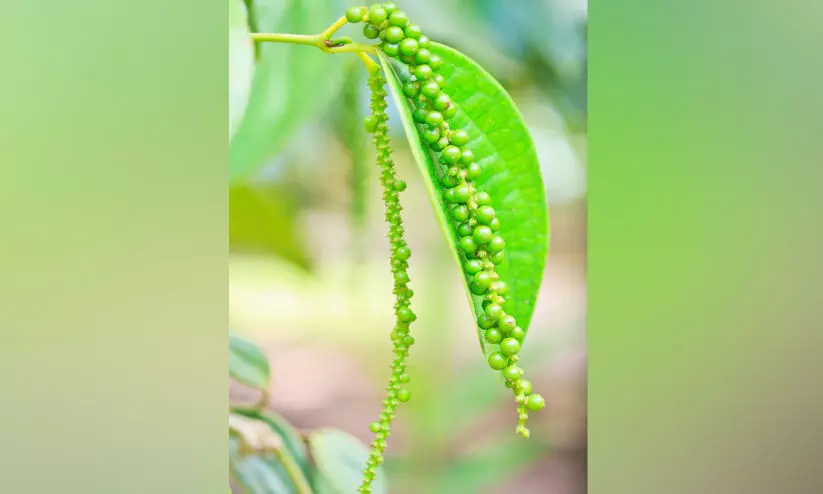 കുരുമുളക് നടാൻ സമയമായി