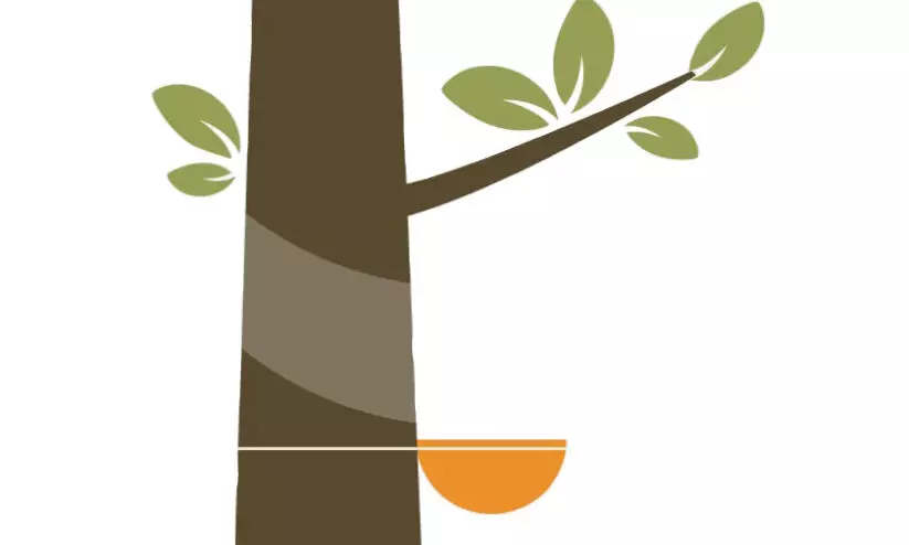 ടാപ്പിങ്​ നിലച്ച്​ 1,76,585 ഹെക്​ടർ തോട്ടം;  ‘ഏറ്റെടുപ്പിക്കാൻ’ റബർ ബോർഡ്