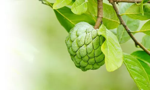 സ്വാ​ദൂ​റു​ന്ന സീ​ത​പ്പ​ഴം വീ​ട്ടി​ൽ കൃ​ഷി​ചെ​യ്യാം