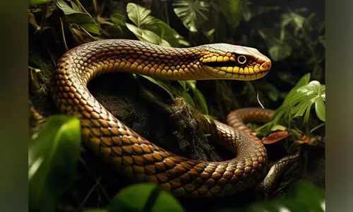 പാമ്പുകടി ചികിത്സയിൽ മുന്നേറി കോഴിക്കോട് മെഡിക്കൽ കോളജ്