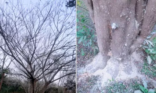 മ​ഞ്ഞ​ക്കൊ​ന്ന​യി​ൽ കീ​ട​ബാ​ധ; അ​മ്പ​ര​പ്പി​ൽ വ​നം​വ​കു​പ്പ്