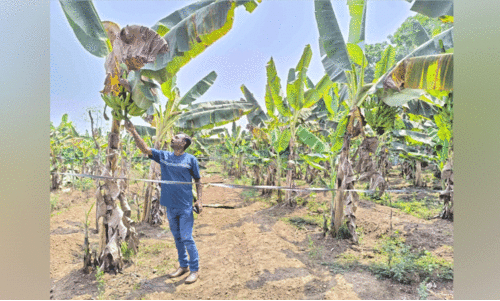 ഐ.ടി ഉപേക്ഷിച്ച് തരിശുഭൂമിയിൽ നേട്ടം കൊയ്ത് യുവാവ് ഐ.ടി ഉപേക്ഷിച്ച് തരിശുഭൂമിയിൽ നേട്ടം കൊയ്ത് യുവാവ്
