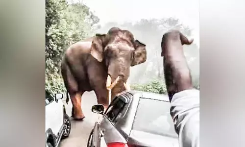 വന്യമൃഗ സാന്നിധ്യം സഞ്ചാരികൾക്ക് പ്രിയം; നാട്ടുകാർക്ക് ഭയം വന്യമൃഗ സാന്നിധ്യം സഞ്ചാരികൾക്ക് പ്രിയം; നാട്ടുകാർക്ക് ഭയം