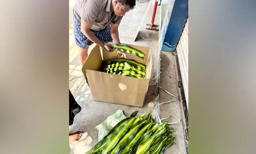 വിപണി കീഴടക്കി മെസഞ്ചിയാന ഇല