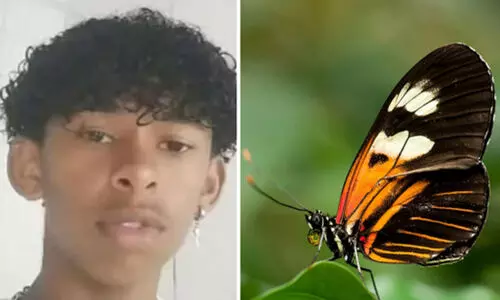 Brazilian teen dies after injecting butterfly into veins, cops suspect viral challenge