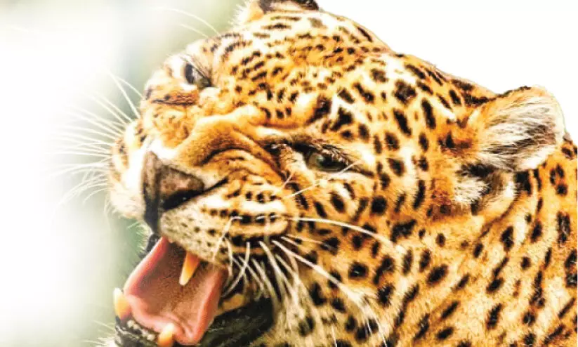 പു​ലി​ഭീ​തി​യി​ൽ രാ​വ​ണീ​ശ്വ​ര​ം