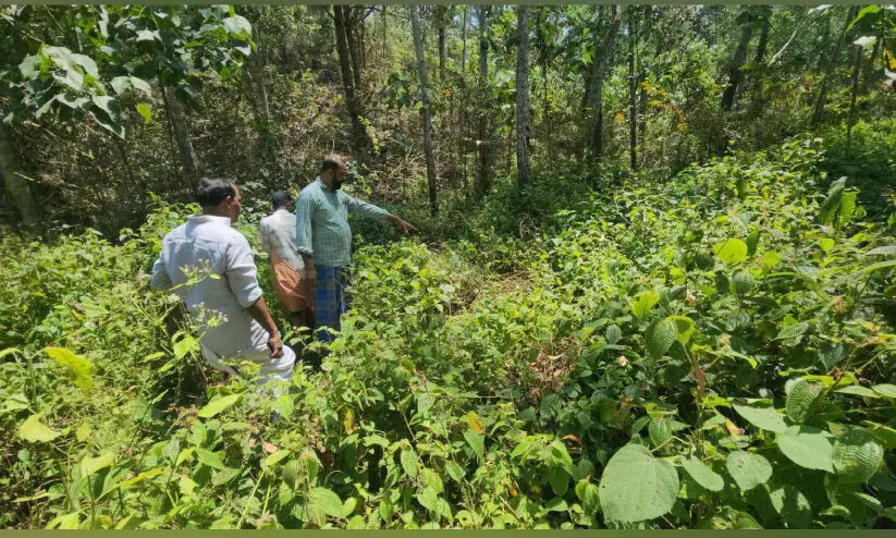 കടുവയും പുലിയും ഇറങ്ങിയെന്ന്  സംശയം; സ്ഥിരീകരിക്കാനാകാതെ വനംവകുപ്പ്