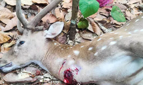 അജ്ഞാതജീവിയുടെ ആക്രമണത്തിൽ മാൻ ചത്ത നിലയിൽ