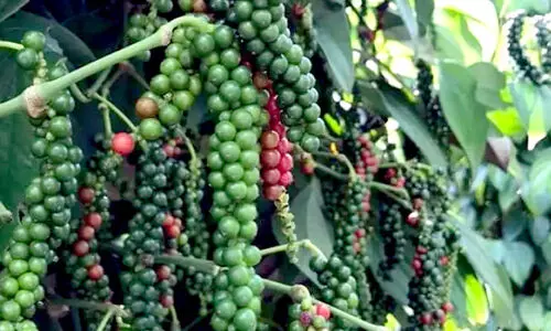 കൃഷി സമൃദ്ധിക്കൊരുങ്ങി ഇടുക്കി ജില്ല; വാർഡ്തല വിവരശേഖരണം തുടങ്ങി കൃഷി സമൃദ്ധിക്കൊരുങ്ങി ഇടുക്കി ജില്ല; വാർഡ്തല വിവരശേഖരണം തുടങ്ങി