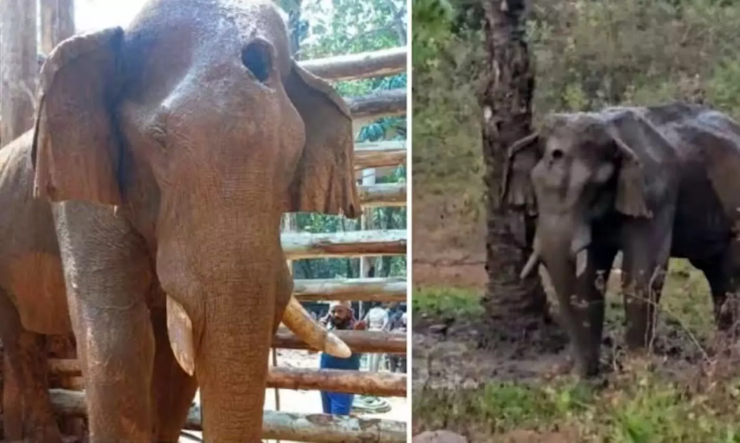 മസ്തകത്തിൽ പരിക്കേറ്റ കൊമ്പന്റെ തലച്ചോറിൽ അണുബാധ; പ്രാഥമിക പോസ്റ്റ്മോർട്ടം റിപ്പോർട്ട് പുറത്ത്