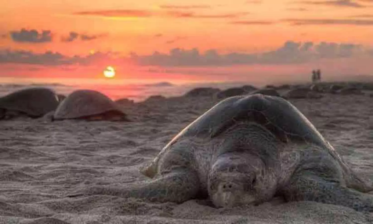 ഡോൾഫിനുകളും കൂടുകൂട്ടാൻ കടലാമകളും; ചെന്നൈ ബീച്ചുകൾ വീണ്ടും സജീവമാകുന്നു