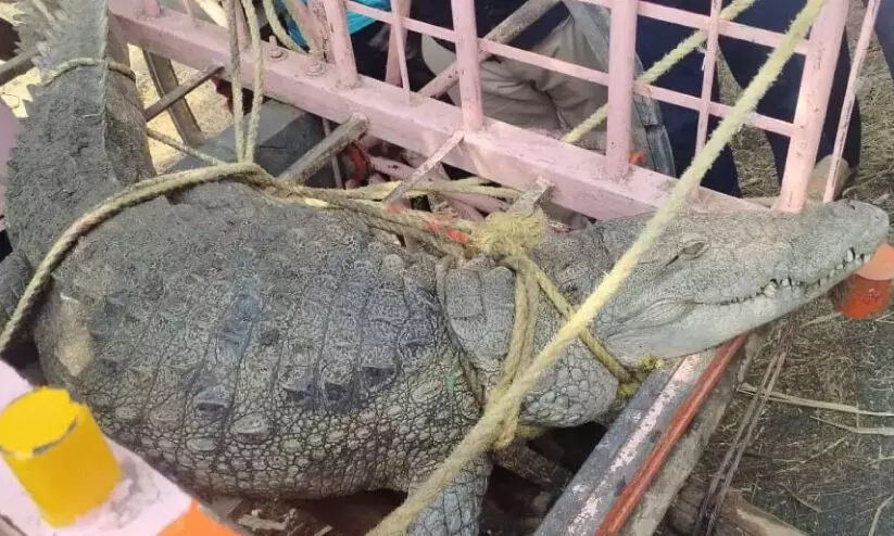 മു​ത​​ല​യു​മാ​യി ക​ർ​ഷ​ക​ർ ജ​ല​സേ​ച​ന ഓ​ഫി​സി​ന് മു​ന്നി​ൽ പ്ര​തി​ഷേ​ധി​ച്ചു