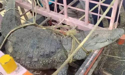 മു​ത​​ല​യു​മാ​യി ക​ർ​ഷ​ക​ർ ജ​ല​സേ​ച​ന ഓ​ഫി​സി​ന് മു​ന്നി​ൽ പ്ര​തി​ഷേ​ധി​ച്ചു