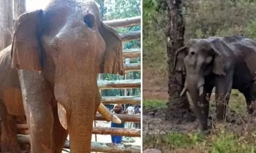 മസ്തകത്തിൽ പരിക്കേറ്റ കൊമ്പന്റെ തലച്ചോറിൽ അണുബാധ; പ്രാഥമിക പോസ്റ്റ്മോർട്ടം റിപ്പോർട്ട് പുറത്ത്