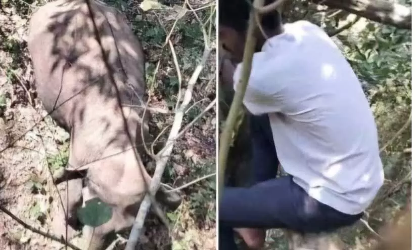 കർമസേനാംഗത്തിനുനേരെ കാട്ടാന ആക്രമണം; ഇ.ടി.എഫ് സേനാംഗം മരത്തിൽ കയറി രക്ഷപ്പെട്ടു കർമസേനാംഗത്തിനുനേരെ കാട്ടാന ആക്രമണം; ഇ.ടി.എഫ് സേനാംഗം മരത്തിൽ കയറി രക്ഷപ്പെട്ടു