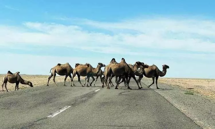 ചുട്ടുപൊള്ളുന്ന മരുഭൂമിയിലെ ഐസ് പാളി