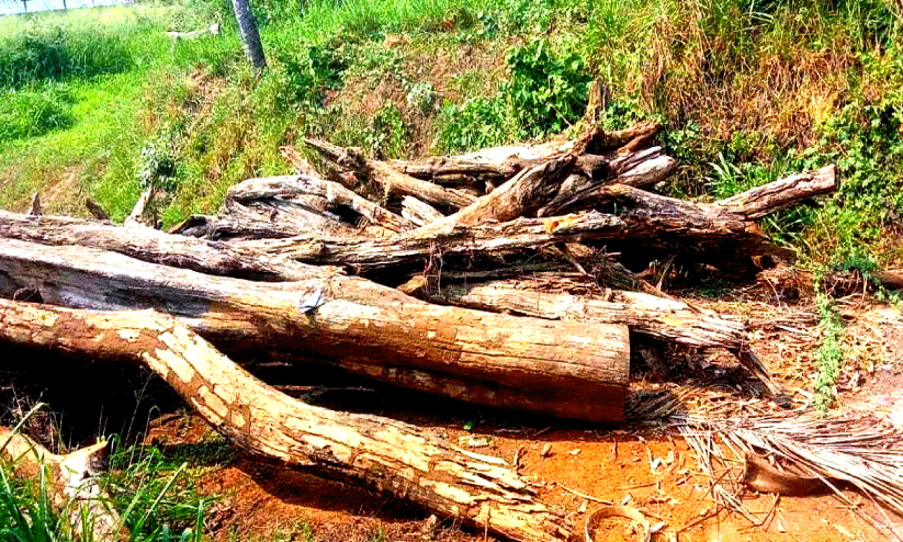 ഉദ്യോഗസ്ഥ അനാസ്ഥ; തുമ്പൂർമുഴി കന്നുകാലി പ്രജനന കേന്ദ്രത്തിൽ ലക്ഷങ്ങളുടെ തടികൾ നശിക്കുന്നു