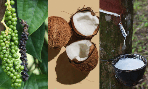 ടാപ്പിങ് സീസണ് വിട; പ്രതീക്ഷയും ആശങ്കയുമായി റബർ കർഷകർ