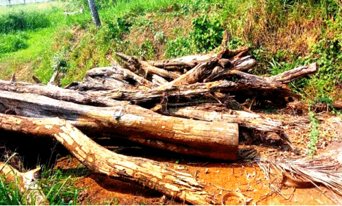 ഉദ്യോഗസ്ഥ അനാസ്ഥ; തുമ്പൂർമുഴി കന്നുകാലി പ്രജനന കേന്ദ്രത്തിൽ ലക്ഷങ്ങളുടെ തടികൾ നശിക്കുന്നു