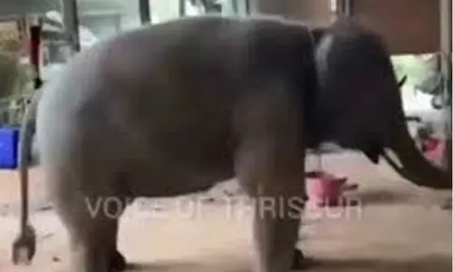 കുട്ടിയാനയുടേത് ആഹ്ലാദ നൃത്തമെന്ന് സോഷ്യൽ മീഡിയ; അല്ല, തടവിന്റെ ഭാരം കൊണ്ടെന്ന് വിദഗ്ധർ