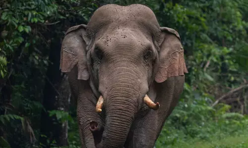 വന്യജീവി ആക്രമണം: മരണങ്ങളിൽ വലിയ വില്ലൻ കാട്ടാനയല്ല; 66 ശതമാനം പേരെയും കൊല്ലുന്നത് ഈ ജീവി...