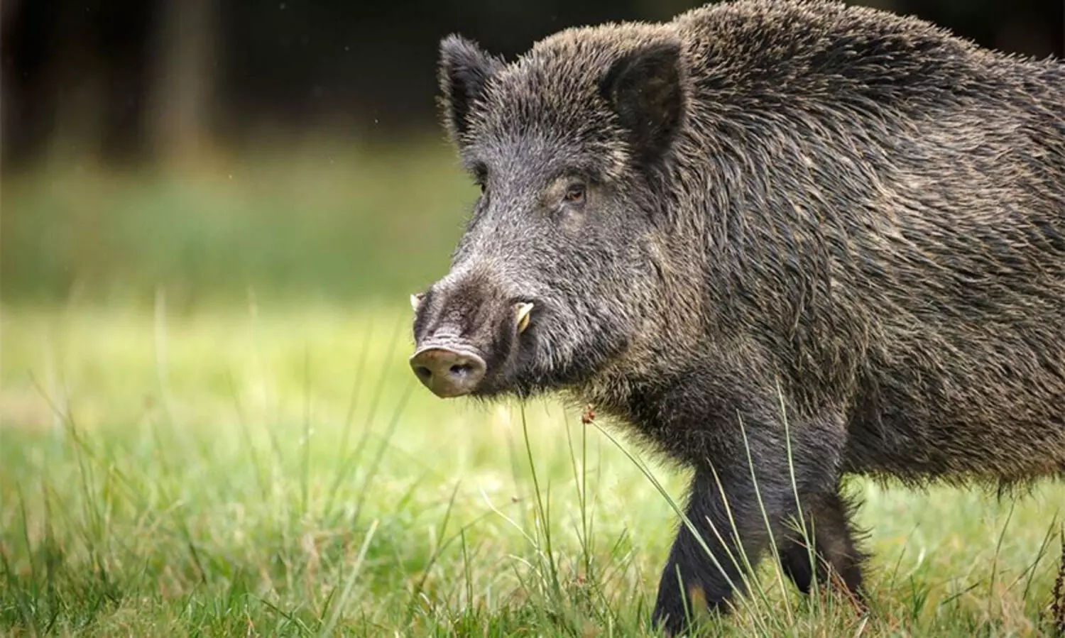 Wild Boar