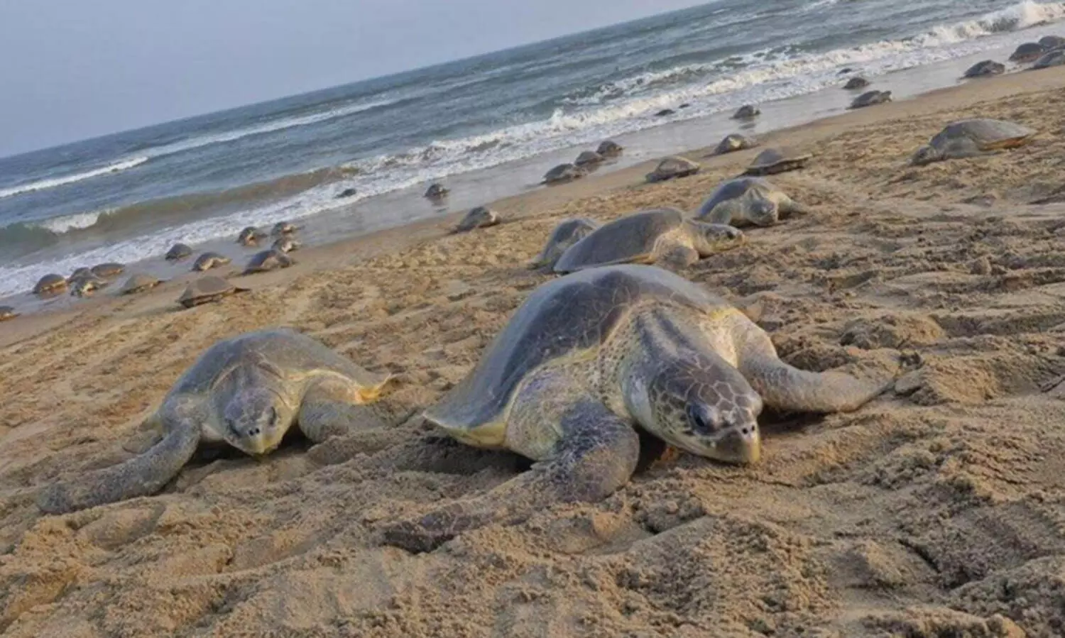 ഒഡീഷ തീരത്തെത്തി ലക്ഷക്കണക്കിന് ഒലിവ് റിഡ്‌ലി കടലാമകൾ; വിസ്മയിപ്പിച്ച് വിഡിയോ ദൃശ്യങ്ങൾ