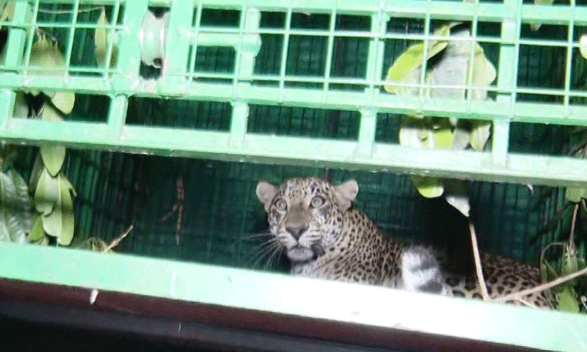 പുലിപ്പേടി; ബേഡകത്ത് ചെറിയൊരാശ്വാസം; ഒടയംചാലിൽ ആശങ്ക