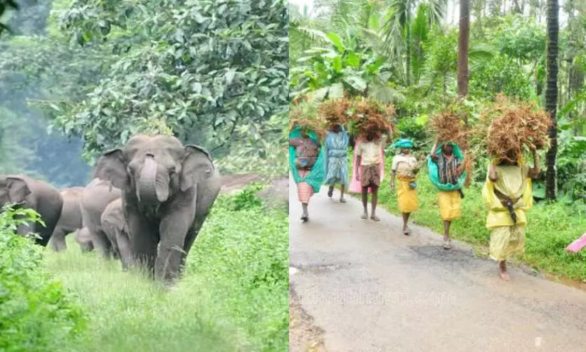 മനുഷ്യ–വന്യജീവി സംഘർഷം : പരമ്പരാഗത അറിവുകൾ ശേഖരിക്കാൻ ഗോത്രഭേരി മനുഷ്യ–വന്യജീവി സംഘർഷം : പരമ്പരാഗത അറിവുകൾ ശേഖരിക്കാൻ ഗോത്രഭേരി