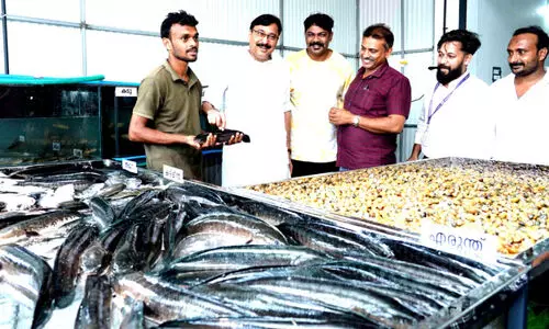 പട്ടരുപറമ്പിൽ വി​ഷ​ര​ഹി​ത​ മത്സ്യവിപണി തുറന്നു