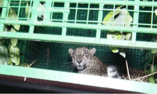 പുലിപ്പേടി; ബേഡകത്ത് ചെറിയൊരാശ്വാസം; ഒടയംചാലിൽ ആശങ്ക
