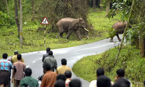 മനുഷ്യ-വന്യജീവി സംഘർഷ ലഘൂകരണം: ജില്ലാതല എമർജൻസി ഓപ്പറേഷൻ സെന്‍ററുകൾ ആരംഭിച്ചു