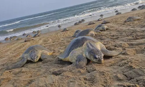 ഒഡീഷ തീരത്തെത്തി ലക്ഷക്കണക്കിന് ഒലിവ് റിഡ്‌ലി കടലാമകൾ; വിസ്മയിപ്പിച്ച് വിഡിയോ ദൃശ്യങ്ങൾ