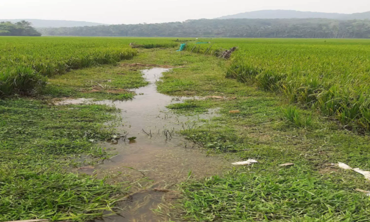 കുറ്റ്യാടി മെയിൻ കനാലിലെ ചോർച്ച; ജല വിതരണത്തിൽ നിയന്ത്രണം