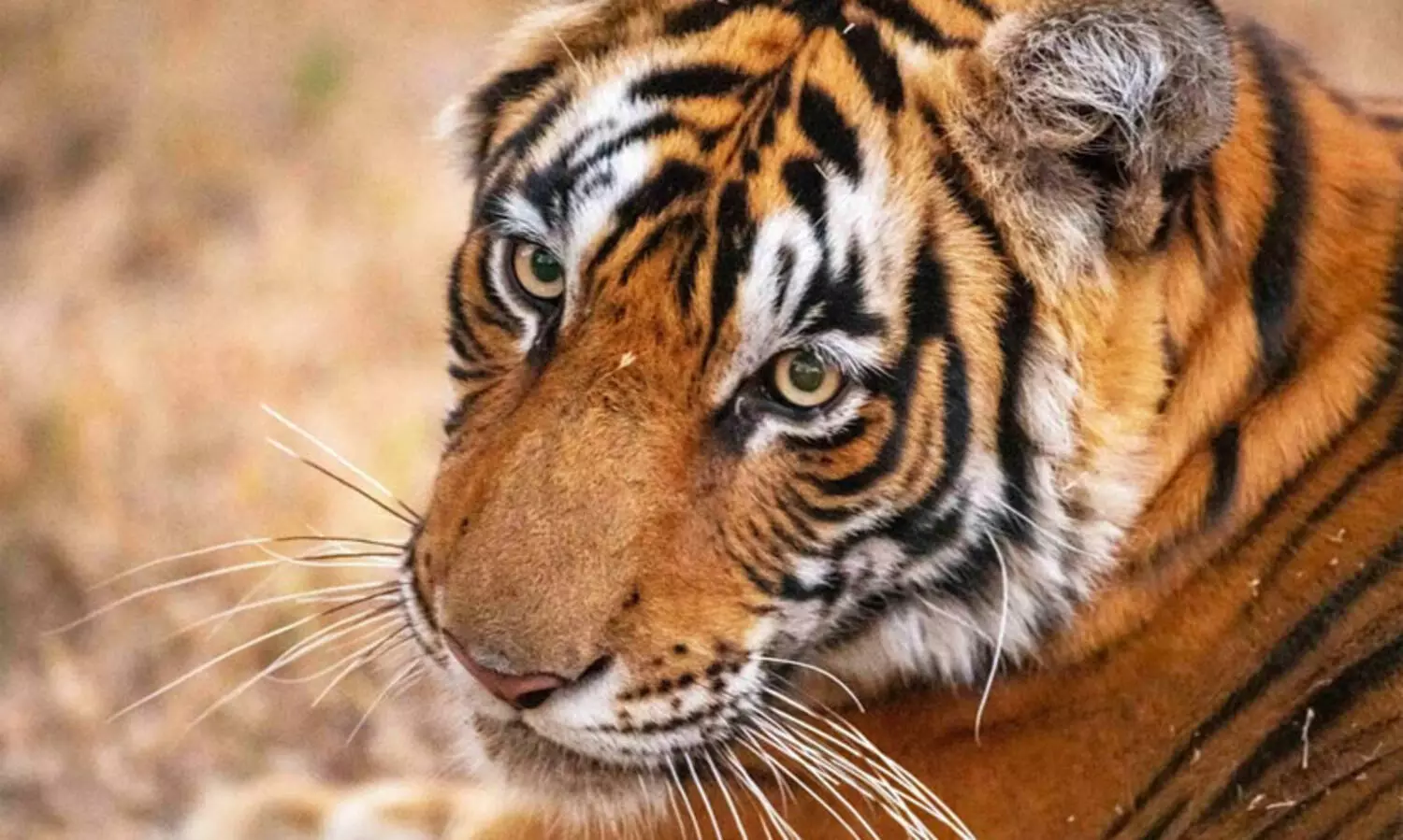 Locals beat tigress to death