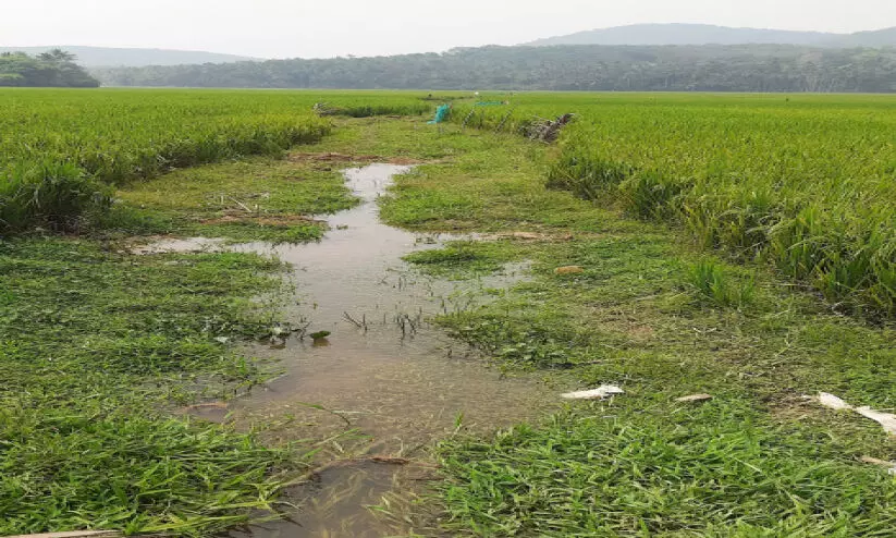 കുറ്റ്യാടി മെയിൻ കനാലിലെ ചോർച്ച; ജല വിതരണത്തിൽ നിയന്ത്രണം