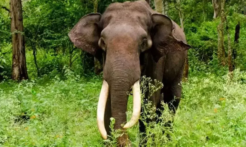 കോതമംഗലത്ത് കാട്ടാന പശുവിനെ കുത്തി പരിക്കേൽപ്പിച്ചു