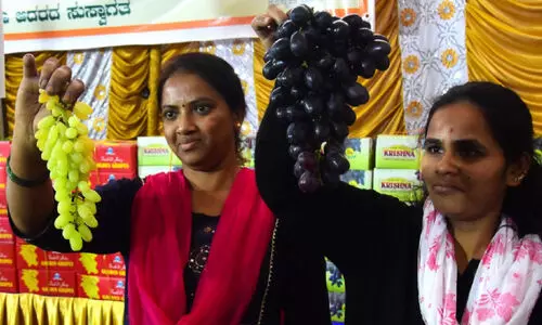 പ​ഴ​പ്രേ​മി​ക​ൾ​ക്ക്​ ആ​ഘോ​ഷ​മാ​യി ലാ​ല്‍ബാ​ഗി​ല്‍ മു​ന്തി​രി-​ത​ണ്ണി​മ​ത്ത​ന്‍ മേ​ള