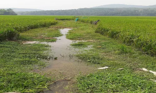 കുറ്റ്യാടി മെയിൻ കനാലിലെ ചോർച്ച; ജല വിതരണത്തിൽ നിയന്ത്രണം