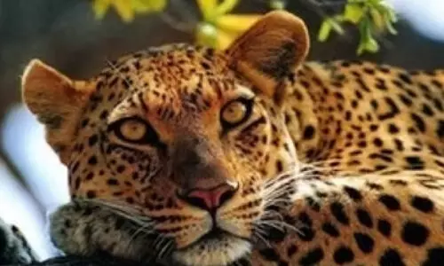 തോ​ട്ടു​മു​ക്ക​ത്തെ പു​ലി സാ​ന്നി​ധ്യം; ആശങ്കയകറ്റാൻ നടപടി