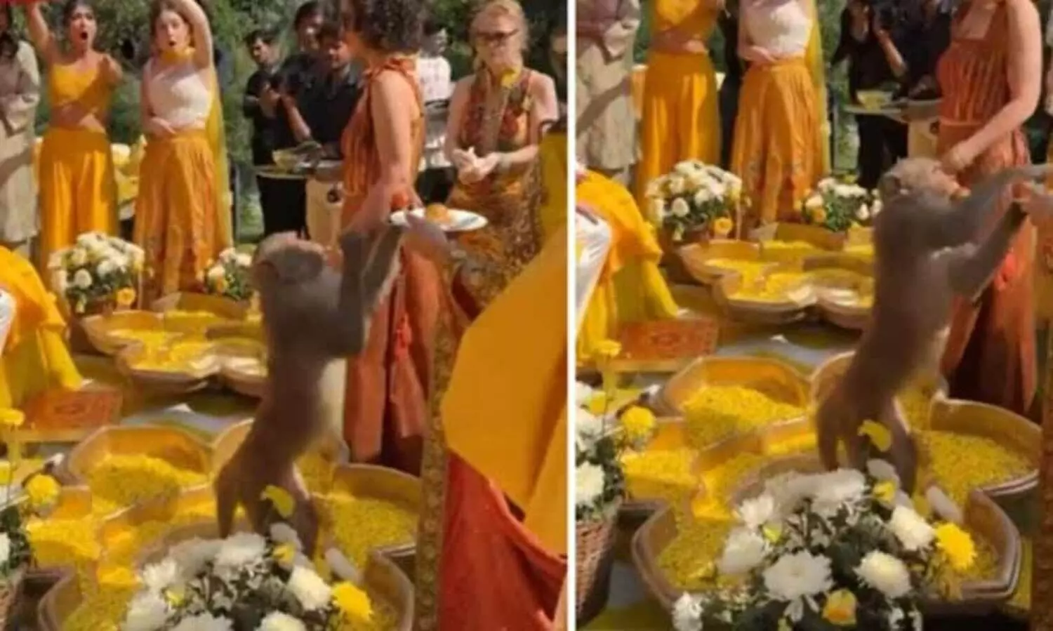 Monkey gatecrashes Haldi ceremony, boldly steals laddoos from wedding guests