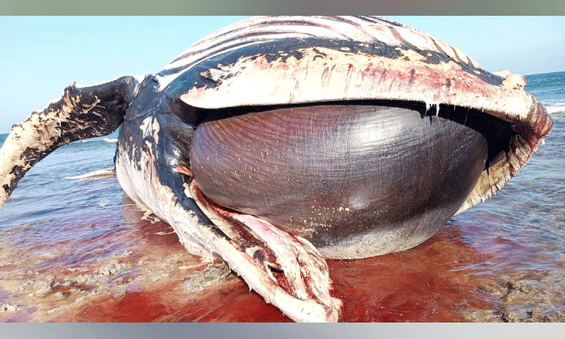 അ​റേ​ബ്യ​ൻ ക​ട​ൽ കൂ​ന​ൻ തി​മിം​ഗ​ലം അ​ൽ വു​സ്ത​യി​ൽ ച​ത്ത് ക​ര​ക്ക​ടി​ഞ്ഞു