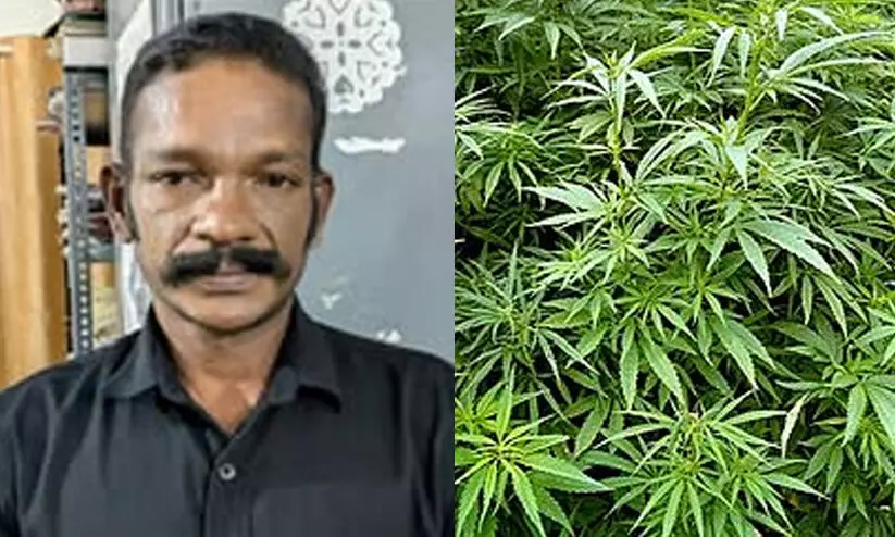 വീട്ടുമുറ്റത്ത് 80 കഞ്ചാവ് ചെടികൾ, വീട്ടിനുള്ളിൽ ഉണക്ക കഞ്ചാവ്, കഞ്ചാവ് വിത്ത്, ചരസ്; ഇടുക്കിയിൽ മധ്യവയസ്കൻ പിടിയിൽ