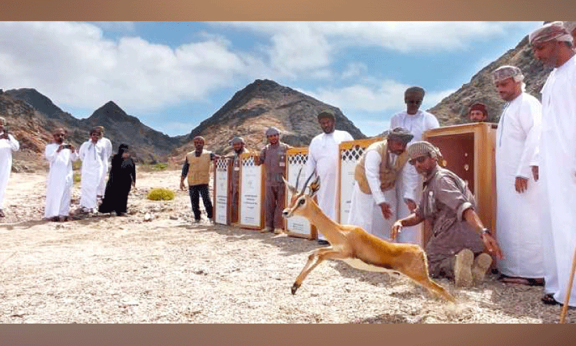 അ​റേ​ബ്യ​ൻ ഗ​സ​ലു​ക​ൾ ഇ​നി ഷാ​ലീം-​അ​ൽ ഹ​ലാ​നി​യ​ത്തി​ന്റെ ത​ണ​ലി​ൽ