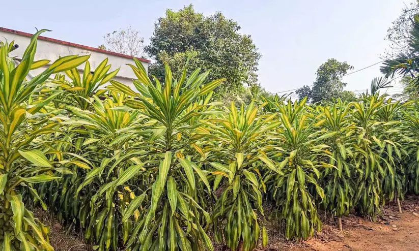 വരുമാനത്തിന്റെ പുതുവഴി തുറന്ന് വിദേശ അലങ്കാരച്ചെടി